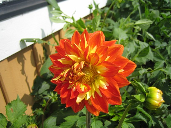 Dahlia 
