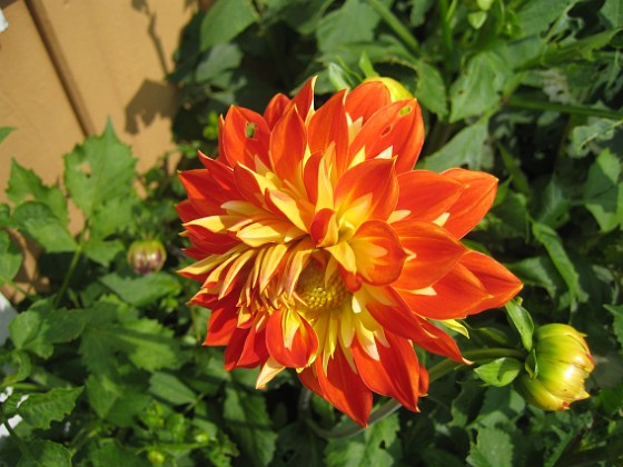 Dahlia