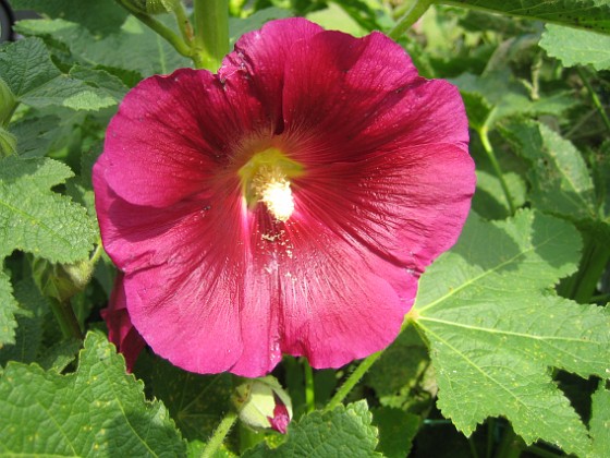 Stockros  
Alcea Rosea Ficifolia  
2013-07-09 IMG_0067  
Granudden  
Färjestaden  
Öland