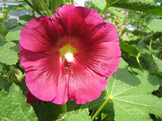 Stockros  
Alcea Rosea Ficifolia  
2013-07-09 IMG_0068  
Granudden  
Färjestaden  
Öland