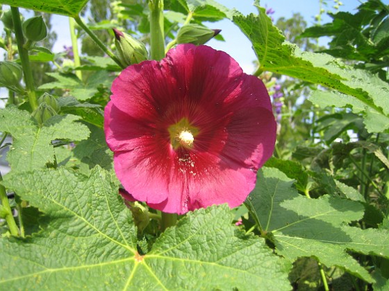 Stockros 
Alcea Rosea Ficifolia