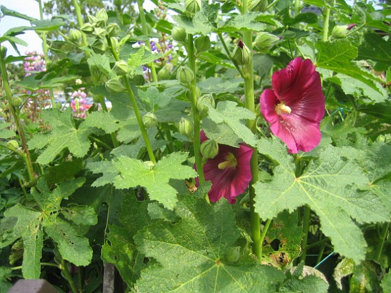 Stockros  
Alcea Rosea Ficifolia  
2013-07-09 IMG_0070  
Granudden  
Färjestaden  
Öland