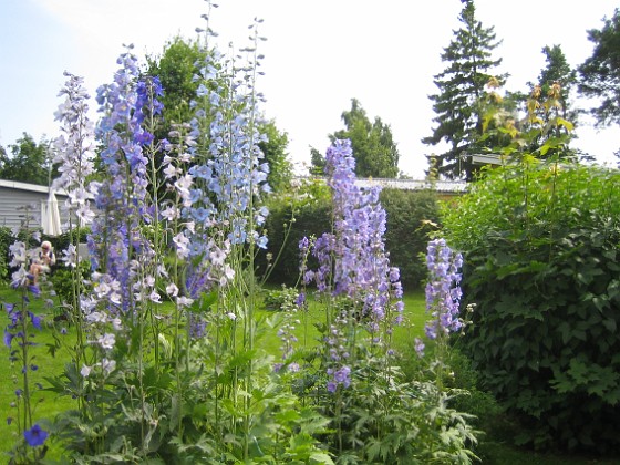 Riddarsporre 
Delphinium