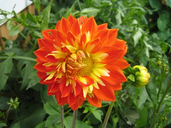 Dahlia 
