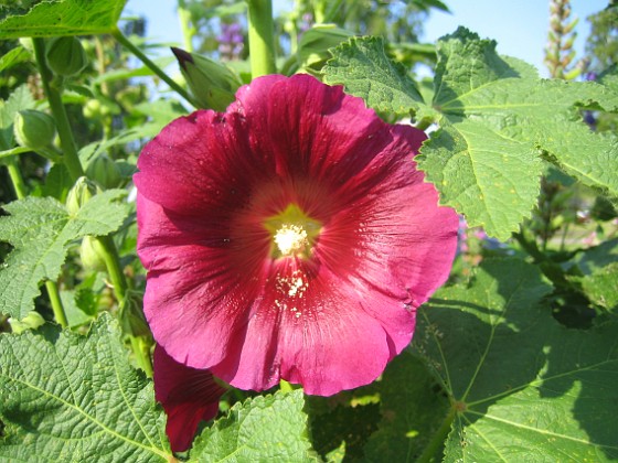 Stockros { Alcea Rosea Ficifolia } 