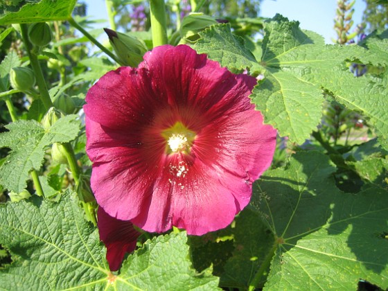 Stockros  
Alcea Rosea Ficifolia  
2013-07-09 IMG_0077  
Granudden  
Färjestaden  
Öland