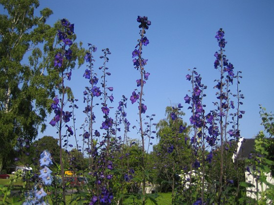 Riddarsporre 
Delphinium