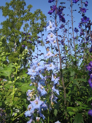 Riddarsporre 
Delphinium