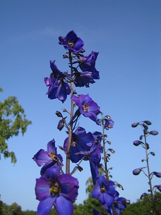 Riddarsporre { Delphinium } 