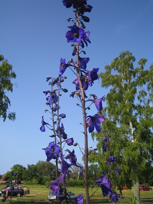 Riddarsporre  
Delphinium  
2013-07-09 IMG_0090  
Granudden  
Färjestaden  
Öland