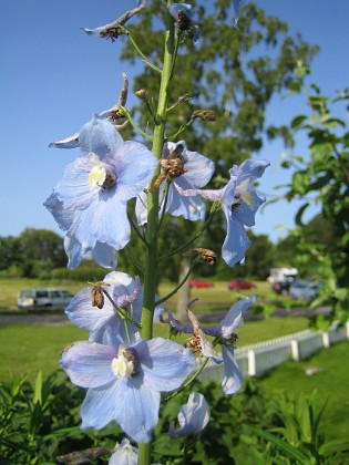 Riddarsporre 
Delphinium