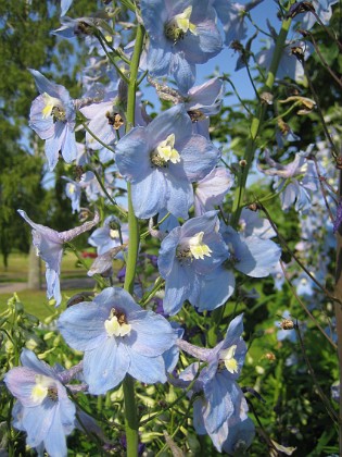 Riddarsporre  
Delphinium  
2013-07-09 IMG_0094  
Granudden  
Färjestaden  
Öland