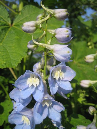 Riddarsporre { Delphinium } 