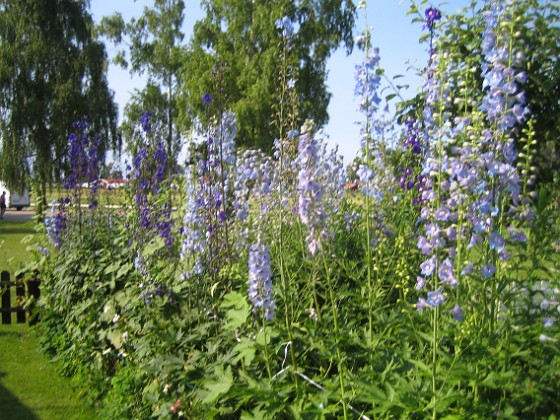 Riddarsporre 
Delphinium