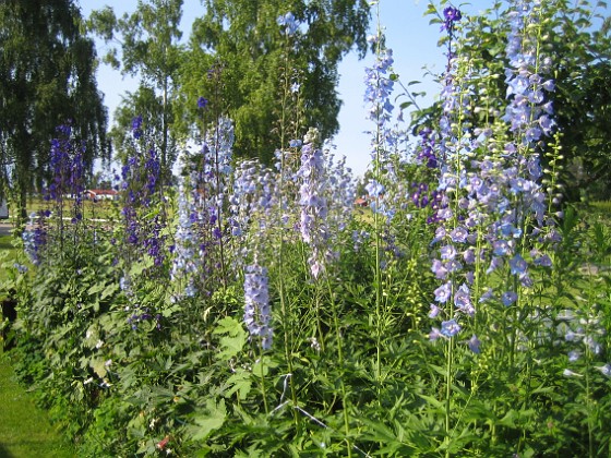 Riddarsporre 
Delphinium