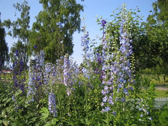 Riddarsporre 
Delphinium