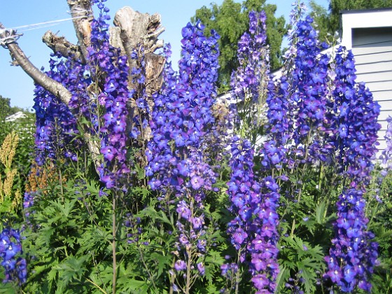 Riddarsporre 
Delphinium