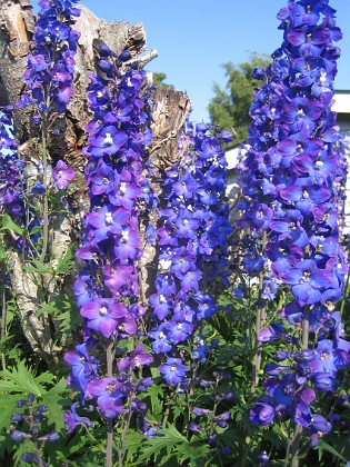 Riddarsporre { Delphinium } 