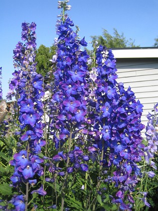 Riddarsporre { Delphinium } 