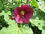 Stockros  
Alcea Rosea Ficifolia  
2013-07-09 IMG_0001