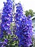 Riddarsporre  
Delphinium  
2013-07-09 IMG_0049