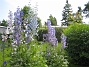 Delphinium (2013-07-09 IMG_0071)