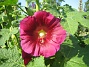 Stockros  
Alcea Rosea Ficifolia  
2013-07-09 IMG_0076