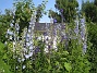 Delphinium (2013-07-09 IMG_0091)