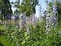 Delphinium (2013-07-09 IMG_0096)