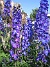 Delphinium (2013-07-09 IMG_0103)