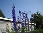 Delphinium (2013-07-09 IMG_0105)