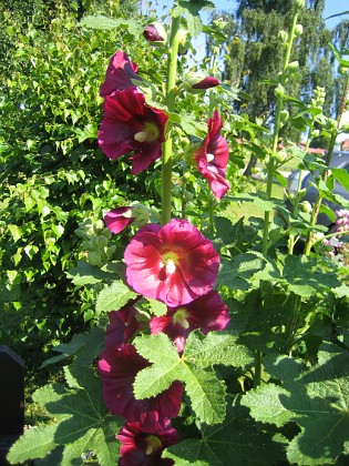 Stockros { Alcea Rosea Ficifolia } 