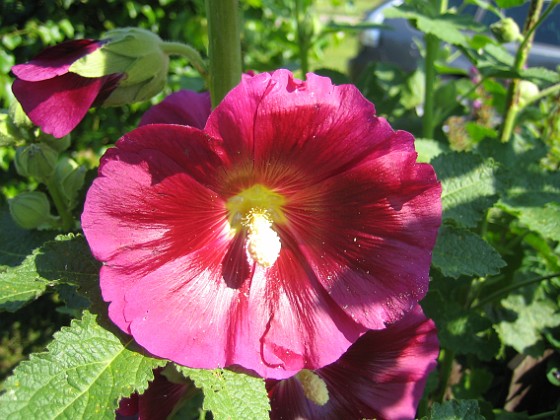 Stockros  
Alcea Rosea Ficifolia  
2013-07-12 IMG_0008  
Granudden  
Färjestaden  
Öland