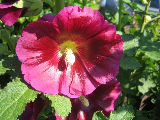 Stockros { Alcea Rosea Ficifolia } 