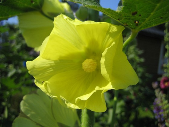 Gulros 
Alcea Rugosa