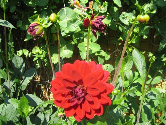 Dahlia 
