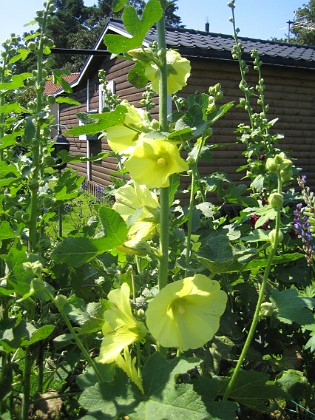 Gulros { Alcea Rugosa } 