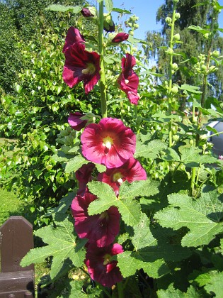 Stockros { Alcea Rosea Ficifolia } 