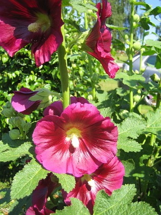 Stockros  
Alcea Rosea Ficifolia  
2013-07-12 IMG_0041  
Granudden  
Färjestaden  
Öland