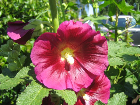 Stockros  
Alcea Rosea Ficifolia  
2013-07-12 IMG_0042  
Granudden  
Färjestaden  
Öland