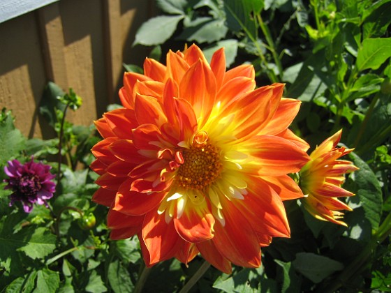 Dahlia