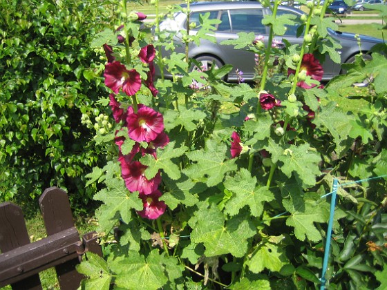 Stockros { Alcea Rosea Ficifolia } 