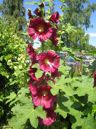 Stockros { Alcea Rosea Ficifolia } 