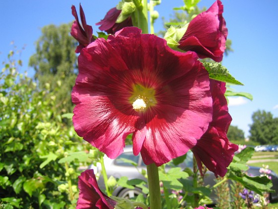 Stockros  
Alcea Rosea Ficifolia  
2013-07-12 IMG_0055  
Granudden  
Färjestaden  
Öland