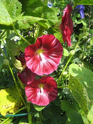 Stockros  
Alcea Rosea Ficifolia  
2013-07-12 IMG_0057  
Granudden  
Färjestaden  
Öland