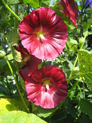 Stockros  
Alcea Rosea Ficifolia  
2013-07-12 IMG_0058  
Granudden  
Färjestaden  
Öland