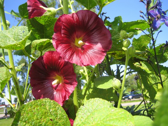 Stockros  
Alcea Rosea Ficifolia  
2013-07-12 IMG_0059  
Granudden  
Färjestaden  
Öland