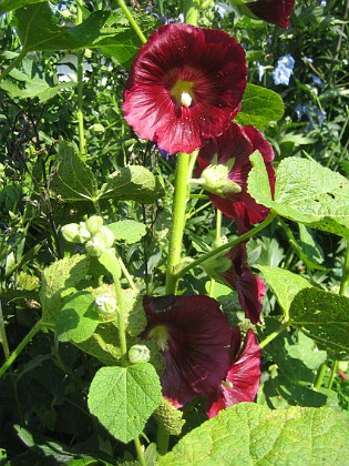 Stockros  
Alcea Rosea Ficifolia  
2013-07-12 IMG_0074  
Granudden  
Färjestaden  
Öland