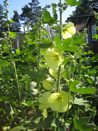 Gulros { Alcea Rugosa } 