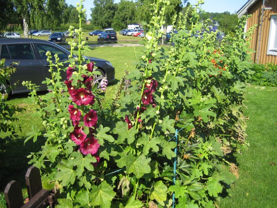 Stockros  
Alcea Rosea Ficifolia  
2013-07-12 IMG_0077  
Granudden  
Färjestaden  
Öland